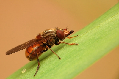 Deze snuitvlieg met veel kunst en vliegwerk, 70-300 zoomlens met voorzetlensje geschoten

uit de hand f18 1/60 iso 800