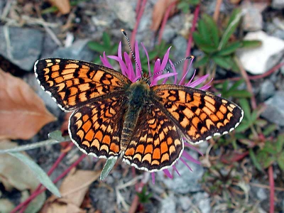 <i class='fa fa-user'></i>&nbsp;Bas de Bruijn&nbsp;| Knoopkruidparelmoervlinder&nbsp; <i class='fa fa-eye'>&nbsp;369</i> &nbsp;<i class='fa fa-thumbs-up'>&nbsp;1</i> &nbsp; <i class='fa fa-comment-o'>&nbsp;1</i>