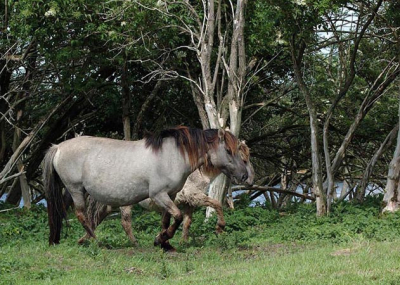 we gingen naar de ovp om een tocht te maken.
met de huifkar.
toen zag ik deze paarden
