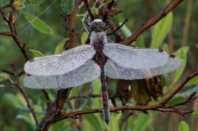 Deze ochten was ik vroeg op pad in het veen(0.5.00 uur)
Ik wilde eens proberen een libelle te fotograferen die geheel bedekt was met dauw.
Ik vond vele juffers maar die zaten op de onmogelijkste plaatsen.
Deze libelle zat in een gagelstruik, ik heb heel voorzichtig enige takjes aan de kant moeten schuiven voor dit eerste resultaat.