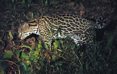 <i class='fa fa-user'></i> Wim Remmelzwaal | Ocelot  <i class='fa fa-eye'> 221</i>   <i class='fa fa-comment-o'> 0</i>