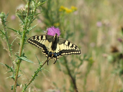 <i class='fa fa-user'></i>&nbsp;Joey Kuipers&nbsp;| Koninginnenpage&nbsp; <i class='fa fa-eye'>&nbsp;380</i> &nbsp; <i class='fa fa-comment-o'>&nbsp;2</i>