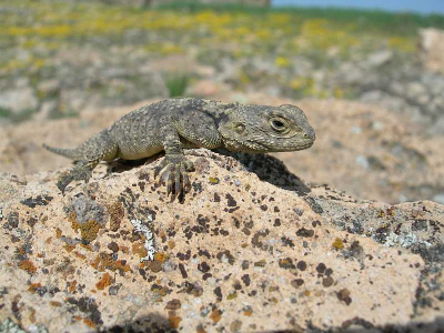 De echte naam van deze kleine ''gekko' spec. zou ik graag willen weten. Hij liet zich in ieder geval leuk fotograferen.