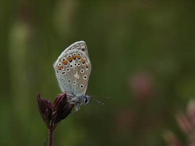 De zon bleef verscholen achter de wolken, zodoende waren er weinig vlinders die zich lieten zien. Uiteindelijk vond ik toch dit icarus blauwtje.