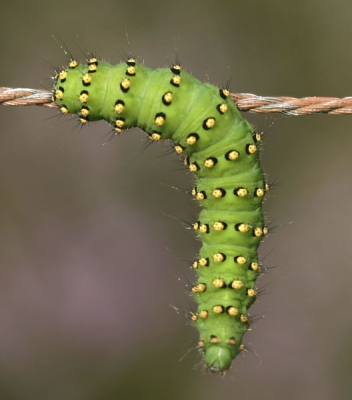 <i class='fa fa-user'></i>&nbsp;Harm digitaal&nbsp;| Nachtpauwoog&nbsp; <i class='fa fa-eye'>&nbsp;311</i> &nbsp; <i class='fa fa-comment-o'>&nbsp;2</i>