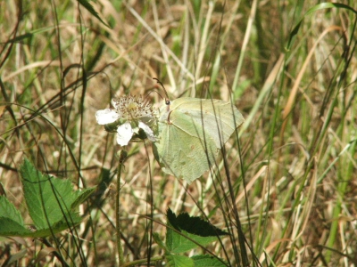 <i class='fa fa-user'></i>&nbsp;Joey Kuipers&nbsp;| Citroenvlinder&nbsp; <i class='fa fa-eye'>&nbsp;227</i> &nbsp; <i class='fa fa-comment-o'>&nbsp;0</i>