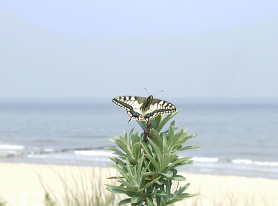 Deze mooie vlinder vloog langs breskens. Ze waren niet zo heel schuw waardoor ik een paar plaatjes heb kunnen schieten.