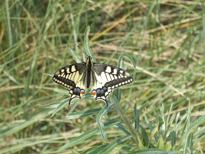 Dit is ook een foto van de serie koninginnepages.