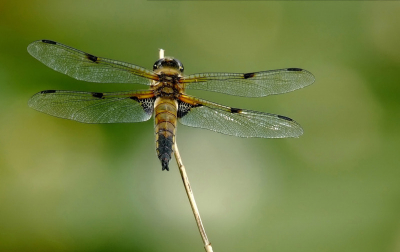Met men nieuwe Nikon micro vr 2.8 op stap ,en aan het water toch maar weer men 400mm sigma macro genomen.
Zat net iets te ver en dan is men oude 400 steeds de juiste lens . Fujis5pro op F2 velvia . 1/160 F11 op statief.ISO 320