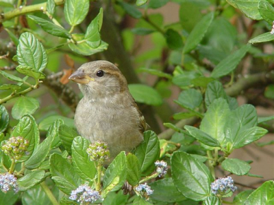 Mus in de tuin
