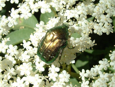 <i class='fa fa-user'></i> Susan | Gouden Tor  <i class='fa fa-eye'> 81</i>   <i class='fa fa-comment-o'> 0</i>