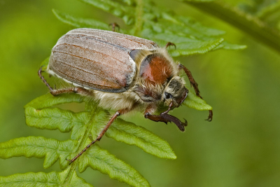Na een heerlijk lang weekend wandelen/fotograferen nu de foto's uitgezocht. Aangezien ik alle insecten voor het eerst op de plaat zet is, het soms moeilijk kiezen maar deze meikever vond ik de beste. Hij lijkt zo aaibaar en hij houdt zich stevig aan de vaarn vast, de wind die voor hem waarschijnlijk erg hard is maakt het er allemaal niet makkelijker op.