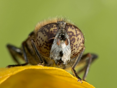 Ik wilde 'm hier vooral scherp op z'n fraaie ogen hebben.......... Weidevlekoog rust hier wat uit op een Boterbloem.

Groet, Richard