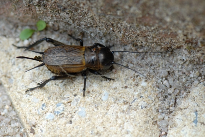 Deze zwarte veldkrekel zat op het terras van ons vakantieadres. Uit de hand genomen. Mijn eerste foto op nederpix.