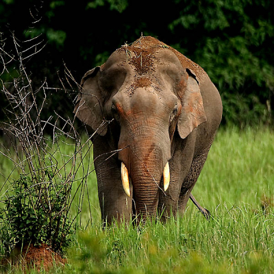 Een wilde bull in de Thaise jungle. Hier heb ik lang naar gezocht. In Thailand leven de wilde olifanten zeer verborgen, in het tropisch woud. Deze heeft ook het massieve, dreigende karakter, en ook kleur van de rode aarde.