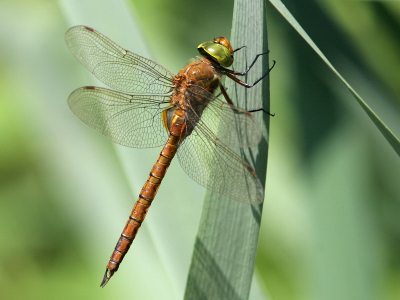 Een van de eerst vliegende Aeshna's. Ik was wel verrast omdat ik deze soort hier nog nooit eerder had waargenomen. 
Canon EOS 20D,  EF 300mm f/4L IS,  Extender EF 1.4xll  Gitzo Monopod G 1568/G 1178M
1/400 sec. bij f8, ISO 200.