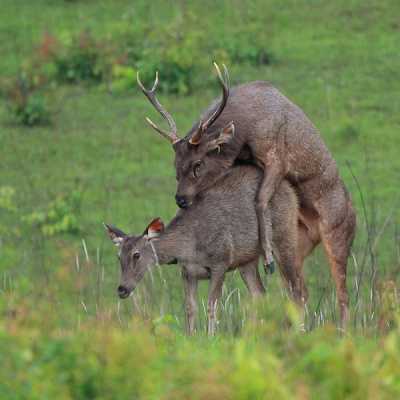 het koppel zocht discrete intimiteit, verwijderde zich van het roedel (een grote groep  op 500 meter met een 30-tal kaalwild en meerdere herten), kwam in mijn richting, recht voor de lens.