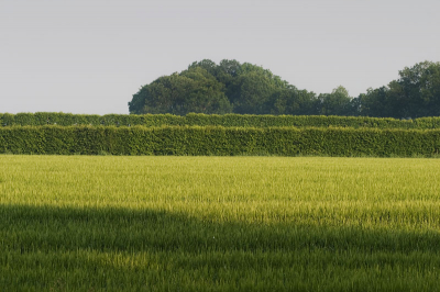 <i class='fa fa-user'></i> Martin van der Giesen | Groen agrarisch landschap  <i class='fa fa-eye'> 113</i>   <i class='fa fa-comment-o'> 0</i>