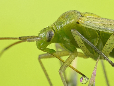 Amblytylus nasutus, wie kent 'm niet? Veel voorkomende wants (ca. 7mm), met name op de distel zie ik ze vaak. Een reflectie van de distel is zichtbaar in de druppel aan z'n slurf.

Geschoten met de fameuze MP-E65

Voor meer detailopnames en foto's van het hele beessie, zie!

http://www.pbase.com/richard2051/amblytylus_nasutus

Groet, Richard