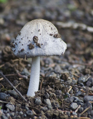 Paddestoelen zal ik wel nooit leren, ook niet met het (simpele) boekje dat ik nu heb. Deze stond in z'n uppie op een oud kerkhof en was ongeveer 7 cm hoog.