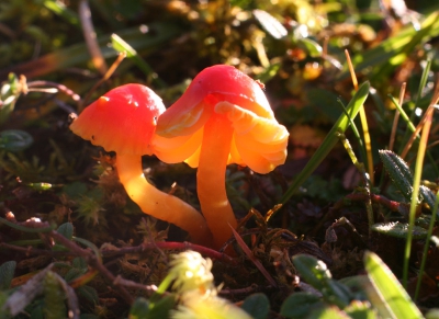 De Bittere wasplaat is maar een halve centimeter in diameter, en is bitter als je er aan likt. Een raar gezicht om 30 mycologen aan een piepklein paddestoeltje te zien likken.
Fel licht op de Calvarieberg, deze stond in een kuiltje.