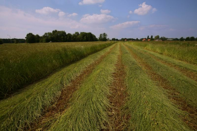 Tijdens het maaien van dit perceel met Italiaans Raaigras gaf niet alleen de geur van vers gemaaid gras een zomers gevoel, maar de getrokken voren die in lijnen aan de horizon verdwenen waren ook nog het uitzicht waard voor deze foto.

Canon EOS 5D_Canon EF 17-40 4.0_17mm_F9_S1/640_ISO 125