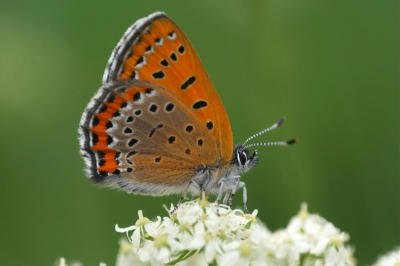 Eindelijk na 3 jaar de Eifel bezocht te hebben in de periode eind mei-begin juni heb ik een prachtplek ontdekt waar ze volop vliegen: de blauwe vuurvlinder