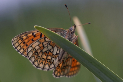 Waar een pauze met even een broodje eten al niet goed voor is!: vlak naast een pick-nick plaats ontdek een parelmoervlinder hangend aan een grasspriet, omdat het nog te fris is om te vliegen. Ik zie eerst alleen de bovenkant en denk in eerste instantie aan een erg donkere versie van de Zilveren maan (Boloria selene). Maar als ik echt op de grond ga liggen zie ik tot mijn grote verrassing een tweede primeur op deze wandeling: een ringoogparelmoer