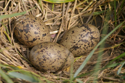 eieren van een scholekster, ik twijfelde waar ik hem moest plaatsten en daarom heb ik hem op diverse natuur gezet.