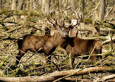 we gingen voor de vogels maar dit is natuurlijk ook erg mooi we stonden op ongeveer 35 meter en stonden net op een vrij stuk