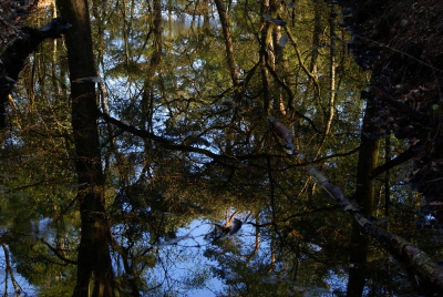 een spiegelbeeld in een beekje in het bos het was mooi rustig water