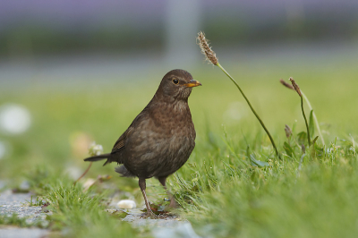 De eerste vogelfoto met m'n nieuwe lens