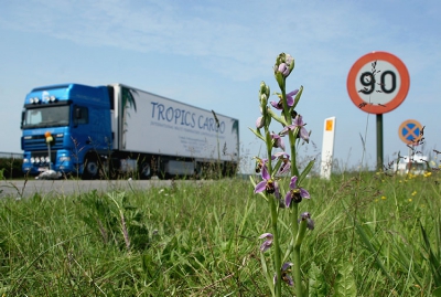 Een schitterende Bijenorchis stond verrassend te pronken in een streepje gras tussen het fietspad en de drukke kustbaan...
De 'tropisch' aandoende plant tussen de verkeerstekens prikkelt je aandacht, op dit moment nog geaccentueerd door de voorbijrijdende vrachtwagen van "Tropics Cargo"
Raar maar waar!