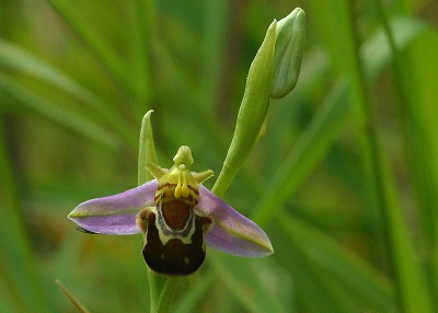 Op de rand van een gipsberg in de omgeving van een chemische fabriek in de volksmond "de zoete dood" genaamd, verschijnt dan uitgerekend zo'n kieskeurige en veeleisende orchidee... 
Als Bij moet je toch even vreemd opkijken als je daar precies een grote soorgenoot ziet!