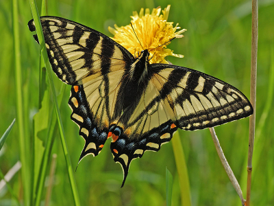 <i class='fa fa-user'></i> Jan Luit | Papilio canadensis  <i class='fa fa-eye'> 198</i>  <i class='fa fa-thumbs-up'> 1</i>   <i class='fa fa-comment-o'> 8</i>