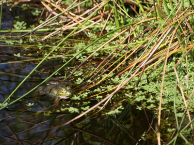 Wandeling door de Groote Peel, kon het niet laten om deze vast te leggen