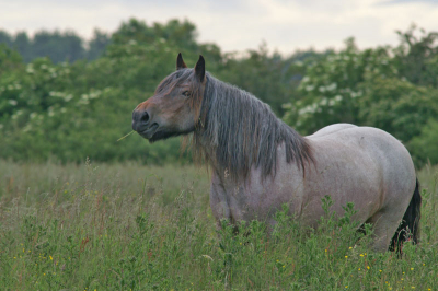 <i class='fa fa-user'></i> jan broekhuizen | Paard  <i class='fa fa-eye'> 186</i>   <i class='fa fa-comment-o'> 3</i>