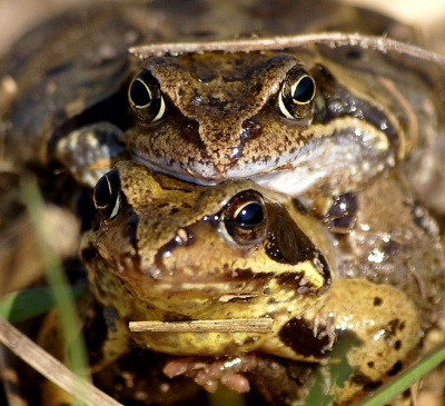 wie weet de echte naam van dit beestje ik heb hem gemaakt met mijn  75-300 lens en dan op de macro stand. Ze schamen zich ook nergens voor he