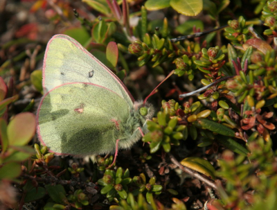 Op een open plek langs het meer vlogen vandaag een aantal van deze vlinders rond. Vreselijk zenuwachtige beestjes en de harde wind hielp ook niet mee. Dit is de beste die ik kon maken. Meer foto's uit lapland op mijn site: www.pbase.com/marcbulte