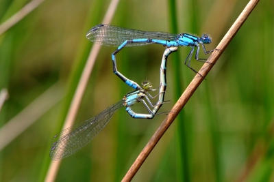 Was weggeweest voor de grote libellen,maar als je die tandem ziet ,dan kan ik het niet laten van deze te fotograferen
Fuji S5pro , Nikon 105/2.8 VR micro.
Met monopoot en VR op on.
Iso 320 1/125  F 13