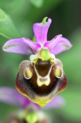 Deze Orchis is wat kleinder dan de Bijenorchis en komt niet (meer) voor in Nederland en Vlaanderen.