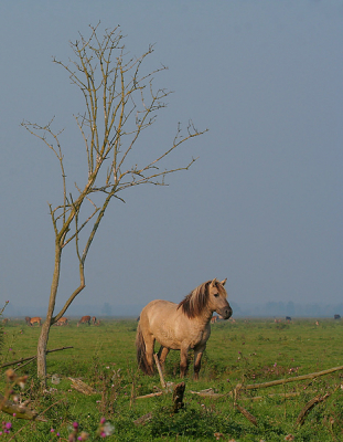 <i class='fa fa-user'></i> Rudi Debruyne | Konik  <i class='fa fa-eye'> 201</i>   <i class='fa fa-comment-o'> 2</i>