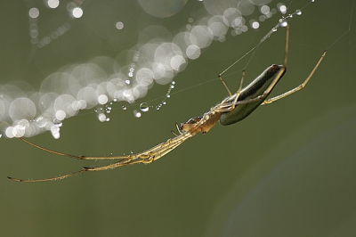 <i class='fa fa-user'></i> natuurflits.nl | Strekspin sp.  <i class='fa fa-eye'> 173</i>  <i class='fa fa-thumbs-up'> 2</i>   <i class='fa fa-comment-o'> 10</i>