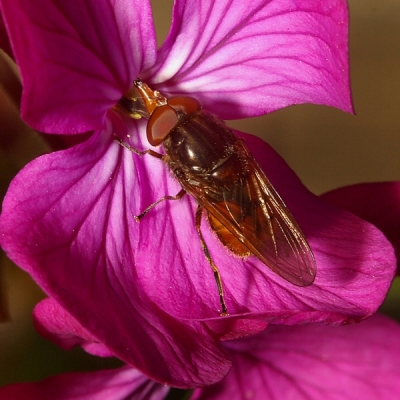 De naam snuitvlieg geldt voor nog twee andere soorten uit hetzelfde geslacht; Rhingia rostrata en Rhingia austriaca. De soort Rhingia campestris is echter het meest algemeen en er is meer over bekend. De drie soorten zijn moeilijk uit elkaar te houden, en hebben een gelijke levenswijze.
Het lichaam is gedrongen; het achterlijf erg rond en geel- tot donkerbruin met drie duidelijke donkere en dunne dwarsstrepen, een zwartgrijs borststuk met donkere lengtestrepen en twee grote, ovale ogen die vaak rood tot bruin van kleur zijn.
De naam 'snuitvlieg' duidt op het kegelvormige, gepunte uitsteeksel vooraan de kop dat bruin van kleur is. Hieraan heeft de vlieg vele bijnamen te danken, met als opmerkelijkste naam Heinekenvlieg, echter alleen in de Engelse taal. Dit uitsteeksel dient niet om mee te steken, maar om nog dieper in de bloem door te dringen om zo meer nectar op te kunnen zuigen.

Gr Thijs