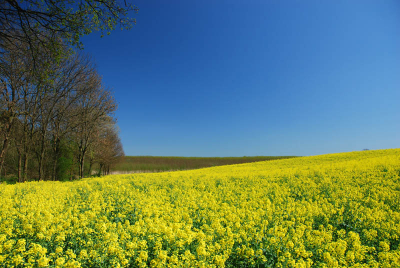 Een koolzaadveld in Limburg met een strak blauwe lucht vond ik de ideale gelegenheid om mijn nieuwe polarfilter eens uit te proberen.