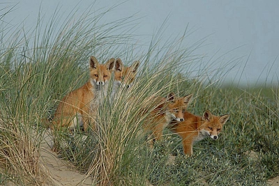 Dit zijn de 4 jongen van de moedervos met buit die ik eerder postte.