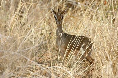 <i class='fa fa-user'></i>&nbsp;lesley van loo&nbsp;| Kirks Dikdik&nbsp; <i class='fa fa-eye'>&nbsp;245</i> &nbsp; <i class='fa fa-comment-o'>&nbsp;1</i>