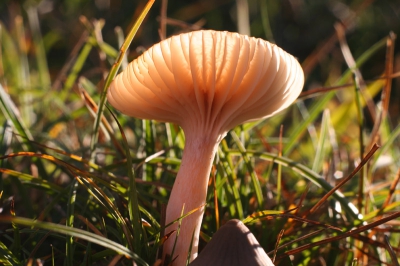 Ik vraag me af waarom dit soort dunvlezige hoedjes eigenlijk bestaan? Het is geen echt kleine soort, maar deze was flinterdun, zodat de zon er mooi doorscheen.
Canon EOS 350D plus 50 mm lens plus tussenring
