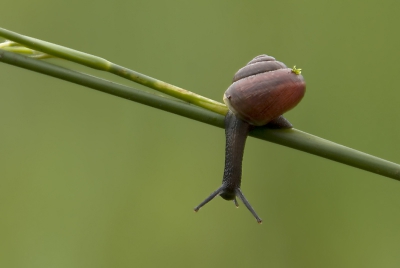 <i class='fa fa-user'></i> Gotchas | Zwartgerande Tuinslak  <i class='fa fa-eye'> 117</i>   <i class='fa fa-comment-o'> 7</i>