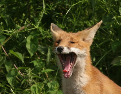 Als je net uit je bed komt mag je op deze manier de dag begroeten.
Vanmiddag 3 jonge vosjes bij een voor mij bekende burgt.
Als je laag gaat zitten en niet beweegt komen ze vanzelf tevoorschijn. (als je weet waar ze zitten)
Eentje was zo nieuwsgierig dat 'ie bijna mijn camera 'binnen liep'.